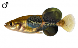 Allotoca zacapuensis male