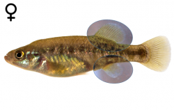 Allotoca meeki female