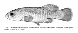 Holotype of Allotoca goslinei