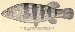 Holoytpe of Allotoca dugesii