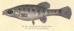 Holotype of Zoogoneticus miniatus