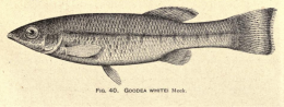 Holotype of Ilyodon whitei