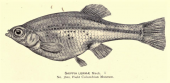drawing of a female Paratype of Skiffia lermae
