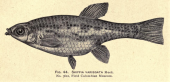 drawing of the female Holotype of Skiffia variegata