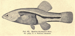 Holotype of Neotoca bilineata