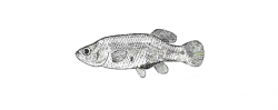 Holotype of Allotoca vivipara