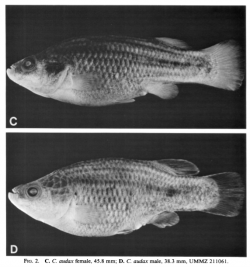 Types of Characodon audax