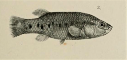 One of the types of Characodon lateralis