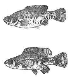 Types of Hubbsina turneri