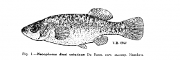 Allotoca catarinae, drawing of a female from the description