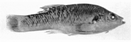 Allodontichthys zonistius Paratype