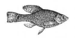 First drawing of a male Skiffia multipunctata
