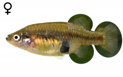 "Xenotoca" eiseni female