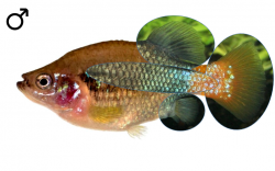 "Xenotoca" lyonsi male