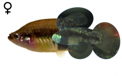"Xenotoca" lyonsi female