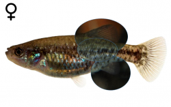 "Xenotoca" melanosoma female