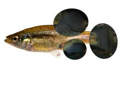 Xenotoca cf. variata male