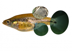 Xenotoca cf. variata female