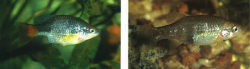 A pair of "speckled eiseni"