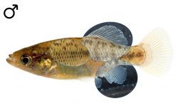 "Xenotoca" cf. melanosoma male