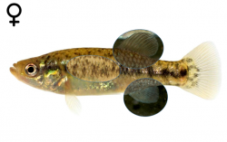 "Xenotoca" cf. melanosoma female