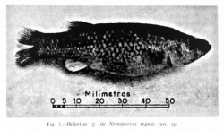 Holotype of Neoophorus regalis