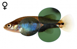 Allotoca maculata female