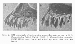 Comparison of the jaws of A. hubbsi and tamazulae