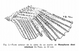 Drawing of the andropodium of Allotoca catarinae