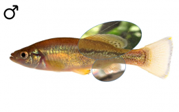 Ilyodon whitei male