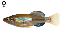 Ilyodon whitei female