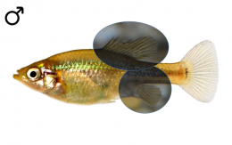 Skiffia lermae male