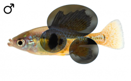Skiffia multipunctata male