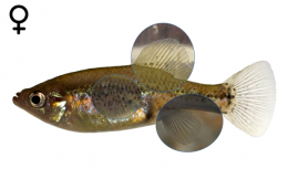 Skiffia multipunctata female