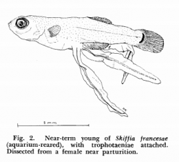 Near-term young with trophotaenia