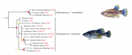 The different species and clades within Xenotoca