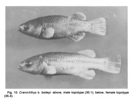 Crenichthys baileyi Topotypes