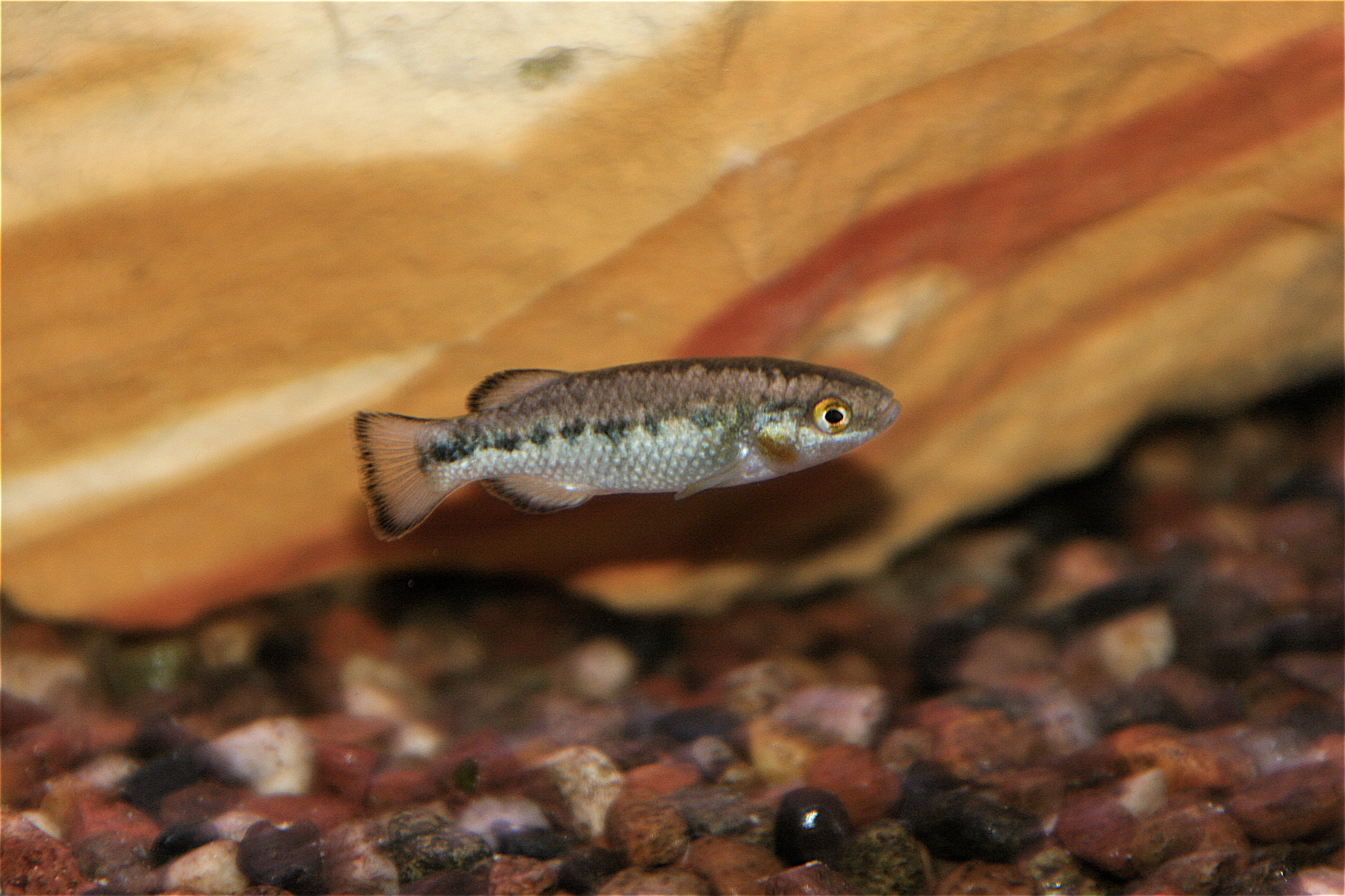 Crenichthys nevadae | goodeidworkinggroup.com