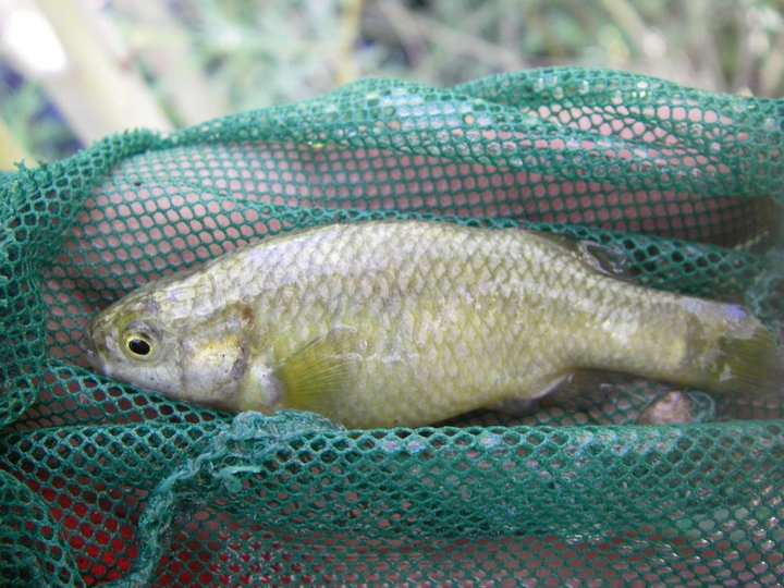 Crenichthys baileyi | goodeidworkinggroup.com