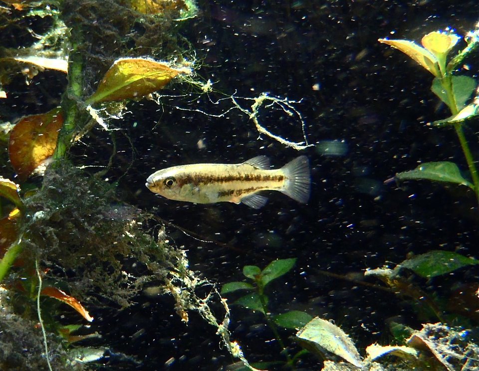 Crenichthys baileyi | goodeidworkinggroup.com