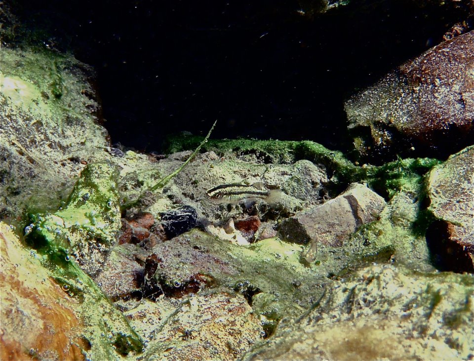 Crenichthys baileyi | goodeidworkinggroup.com