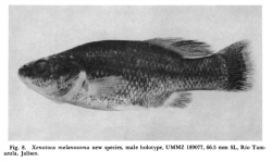 Male Holotype of "Xenotoca" melanosoma