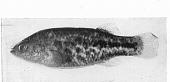 photo of an adult male