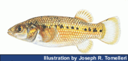 painting of Crenichthys nevadae