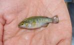 Crenichthys nevadae