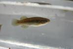 Profundulus oaxacae