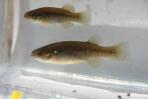 Profundulus oaxacae
