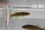 Profundulus oaxacae