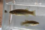Profundulus oaxacae