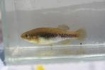 Profundulus cf. oaxacae